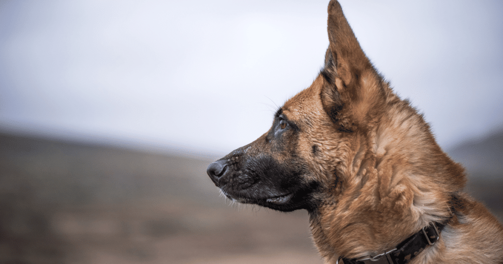 Security Dog Outdoors